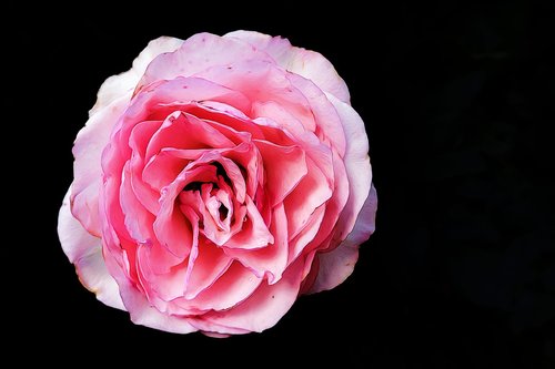rose  graphic  pink
