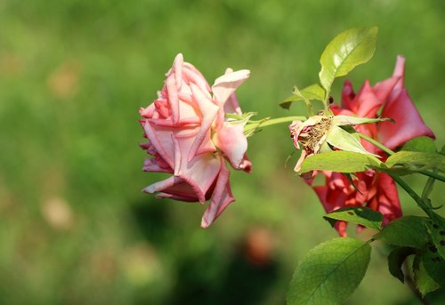 rose  flower  summer