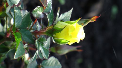 rose  flower  nature