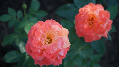 rose  flower  flowering