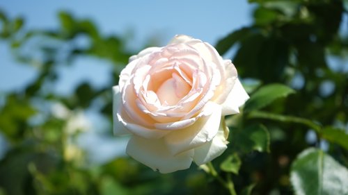 rose  flower  flowering
