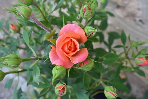 rose  flower  nature