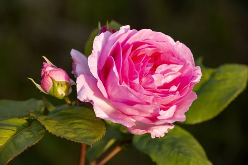 rose  flower  plant