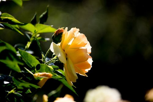 rose  plant  flower