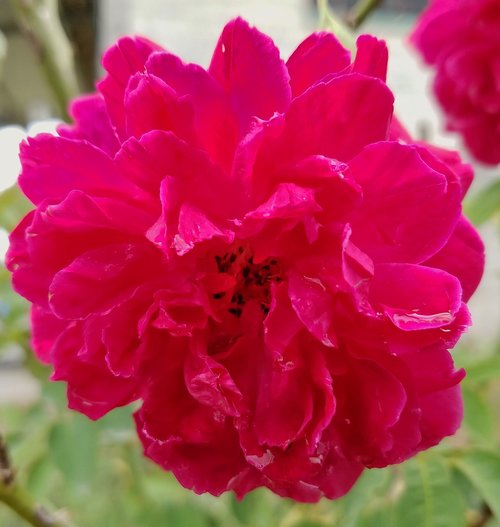 rose  magenta  red