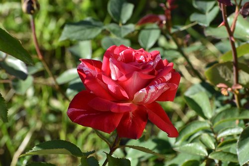 rose  red  multicolored