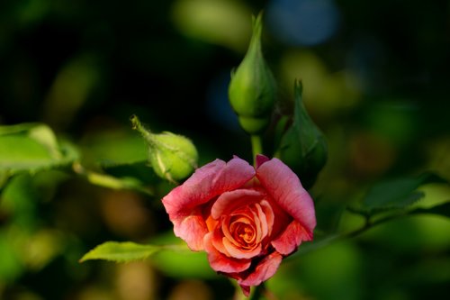 rose  rosebud  bud