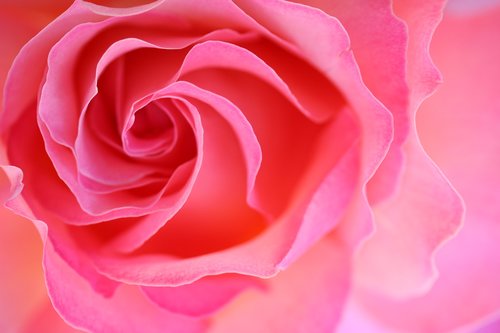 rose  pink  close up