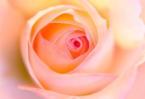 rose  closeup  cream