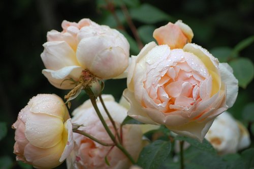 rose  flower  white