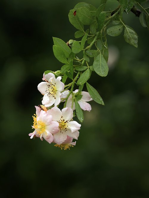 rose  rose in garden  garden