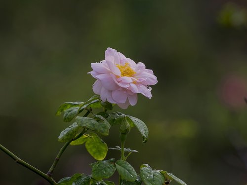 rose  rose in garden  garden