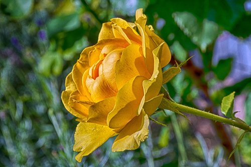 rose  yellow  flower