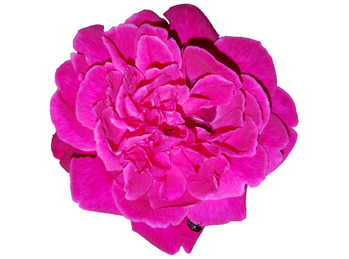 rose  cut-out  flower