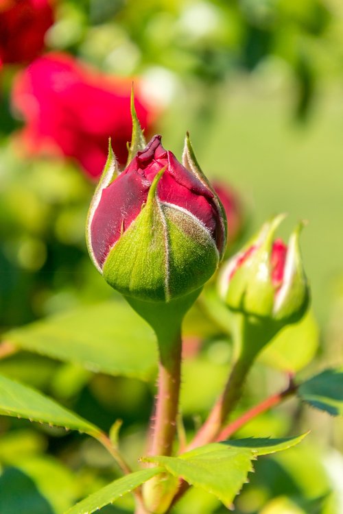 rose  red  flower