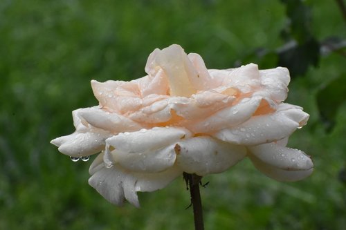 rose  white  cream