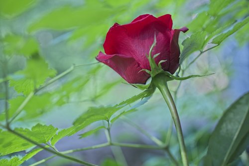 rose  flower  red