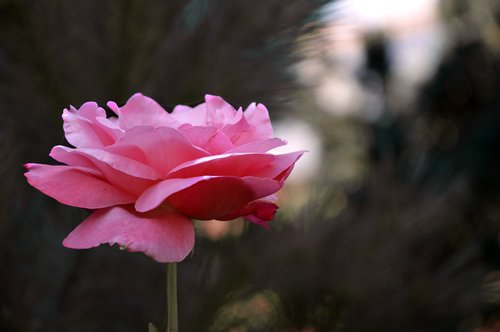 rose  blossom  bloom