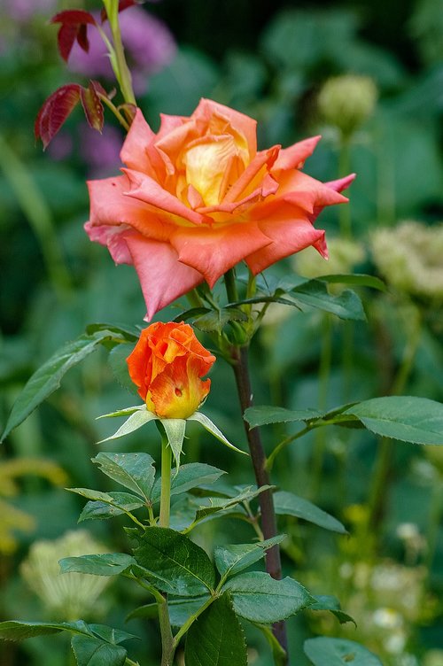 rose  flower  noble