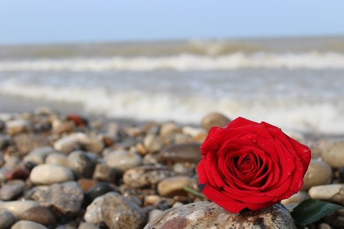 rose  red  beach