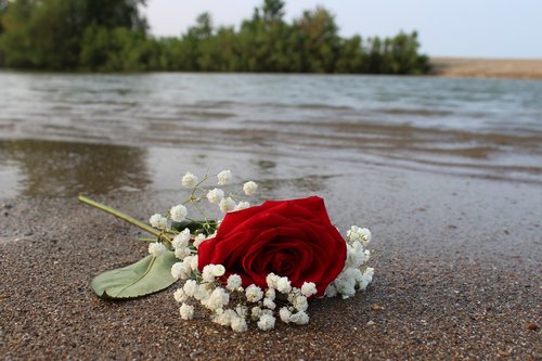 rose  red  beach