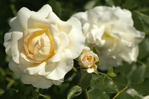 rose  white roses  blossom