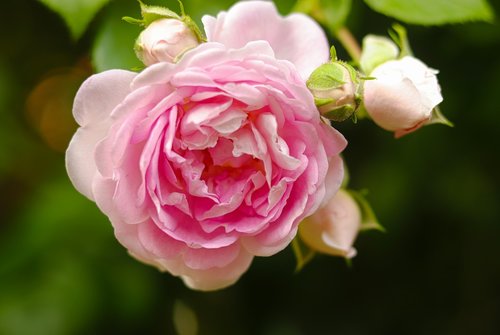rose  romantic  blossom