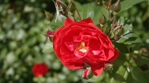 rose  garden  flower