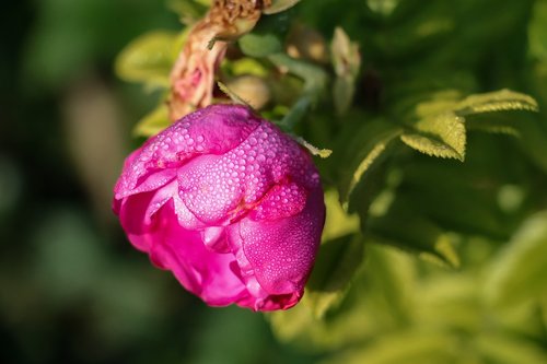 rose  dew  blossom
