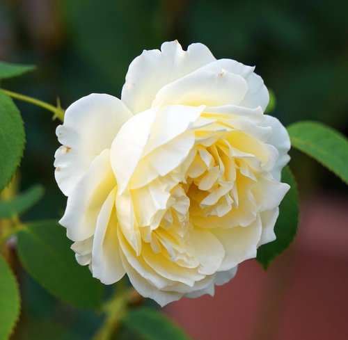 rose  white  flower