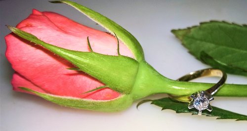 rose  single bloom  bud