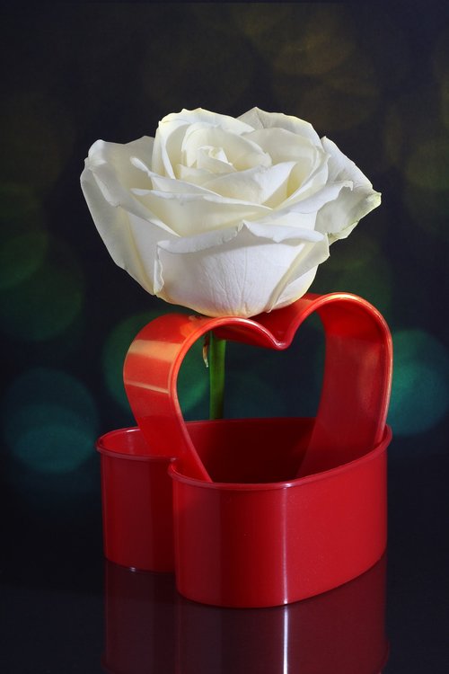 rose  white  heart