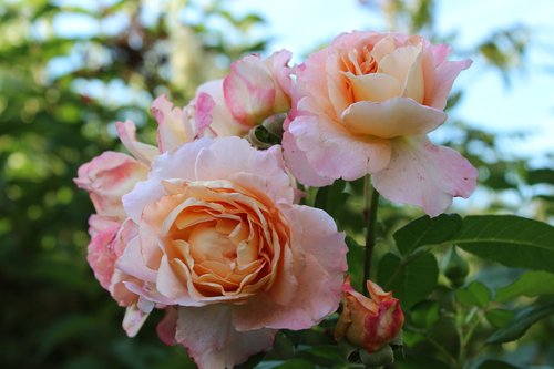 rose  floribunda  pink