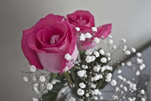 rose  pink  pinkroses