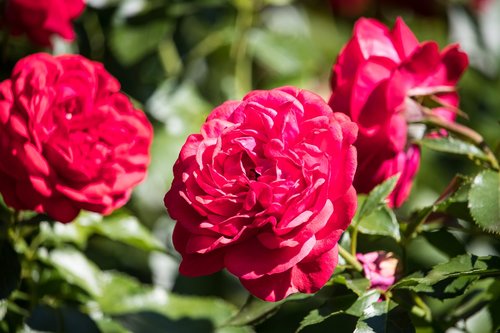 rose  plant  ornamental plant