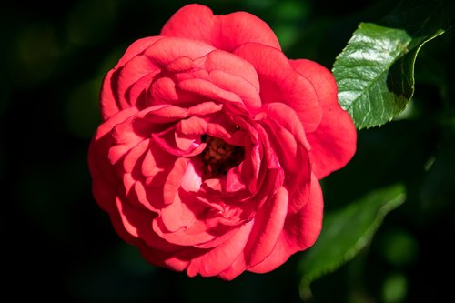 rose  plant  ornamental plant