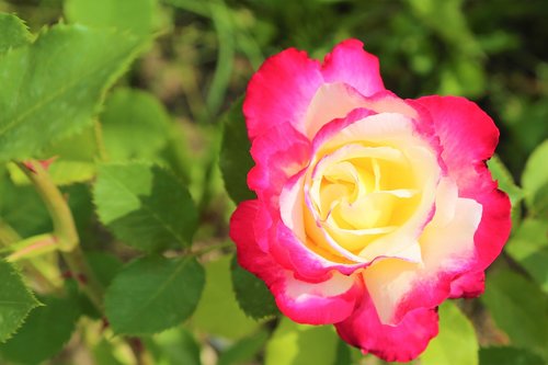 rose  nature  plant