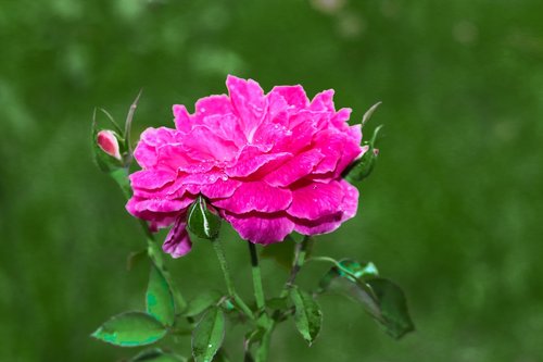 rose  blossom  nature