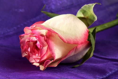 rose  purple  silk