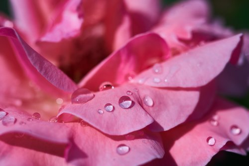 rose  leaves  pink
