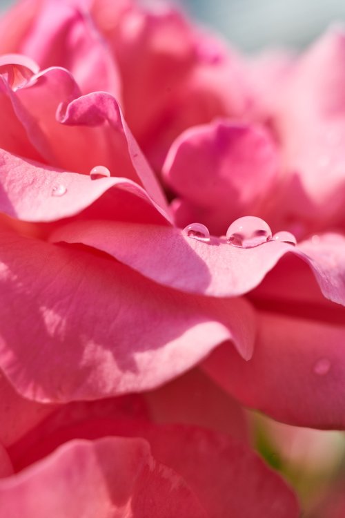 rose  pink  romantic
