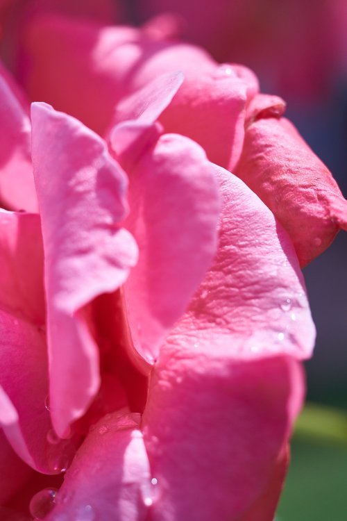 rose  pink  romantic