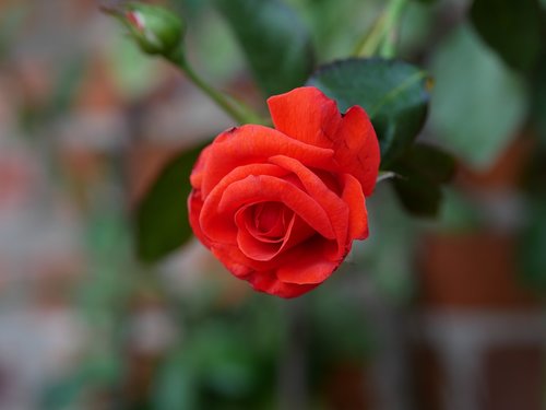 rose  red  flower