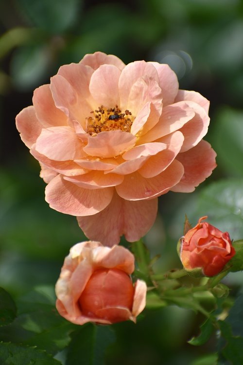 rose  peach  blossom