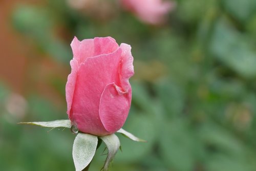 rose  pink  blossom