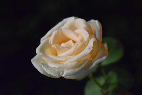 rose  macro  flower