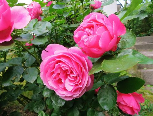 rose double flower lush