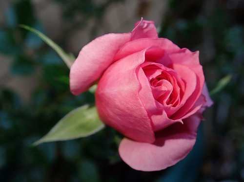 rose  bud  pink