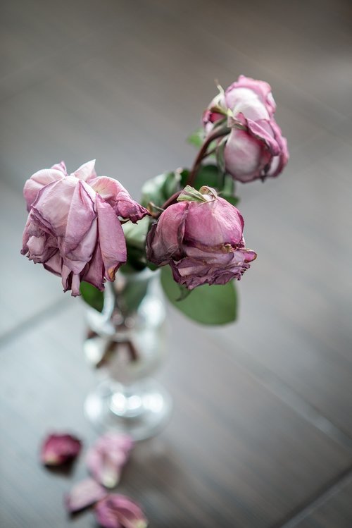 rose  vase  dead