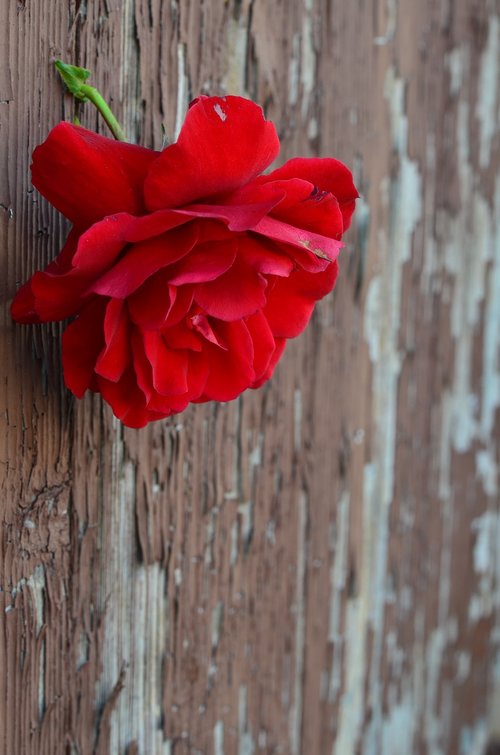 rose  door  flower